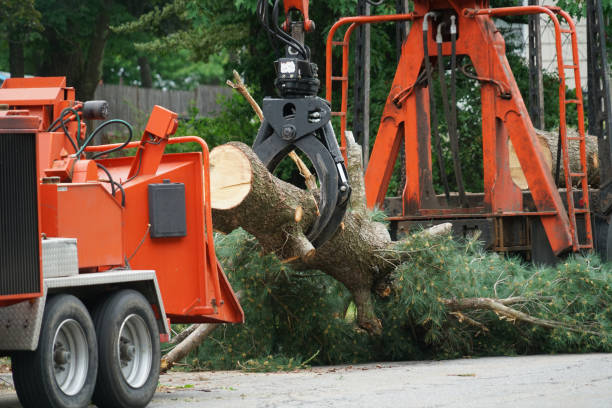 Professional Tree Removal in Miami Lakes, FL